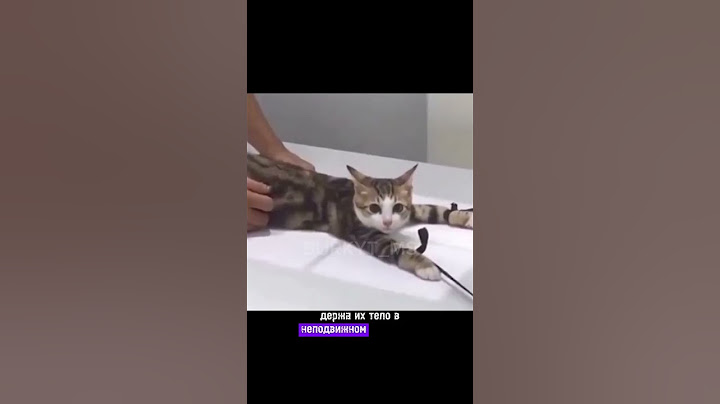 Рентген котику и их фобии🤣 #новости #узнай #новое #23:59 #BURKYTMS #Коты #рекомендации #shorts #yes