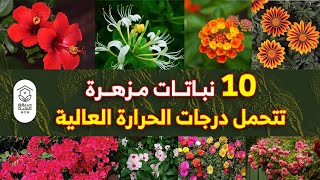 10 نباتات مزهرة تتحمل الأجواء شديدة الحرارة