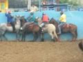 toros coleados en pedraza buen turno