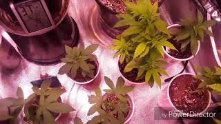 Garden update don't forget about treezy giveaway get your entries in now