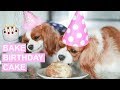 HOW TO BAKE A BIRTHDAY CAKE FOR DOGS | Healthy Organic Dog Cake Recipe