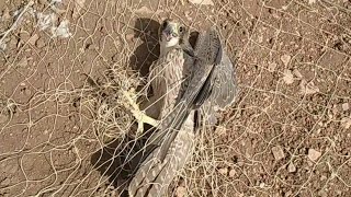 صید شاهین در کوخه | Koche falconry