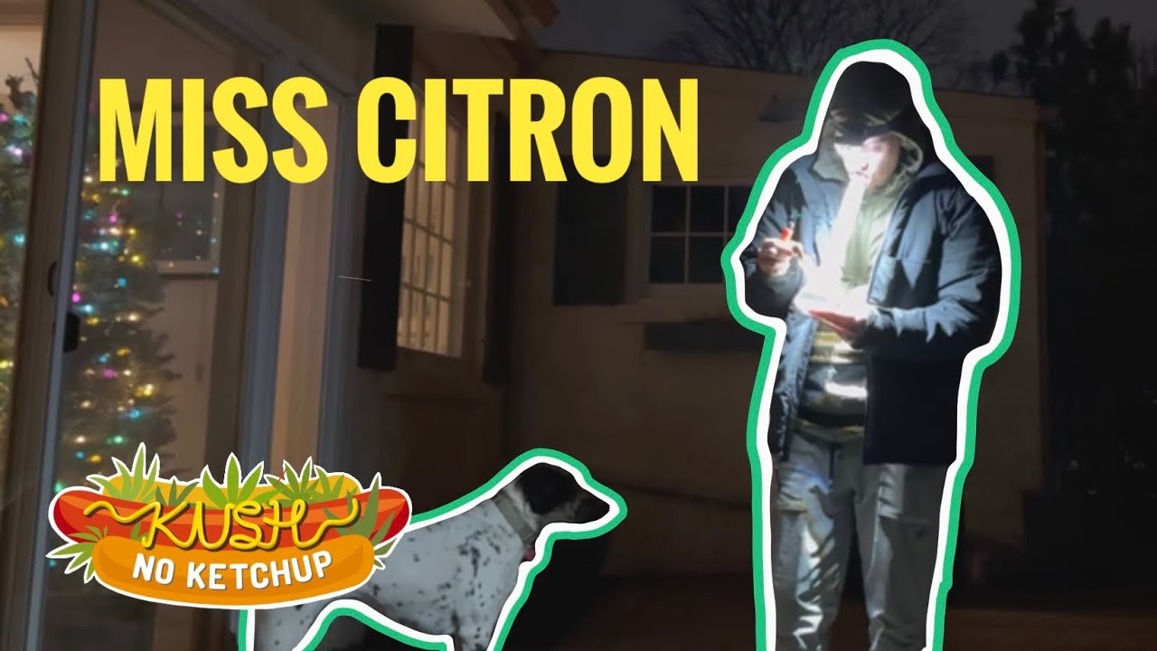 Обзор сорта Miss Citron (Bedford Grow)