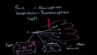 Pain and temperature | Processing the Environment | MCAT | Khan Academy