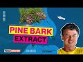 Pine Bark Extract