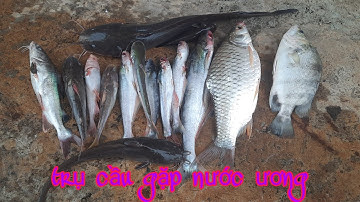 Câu cá trên trụ cầu gặp nước ương/TV cá heo