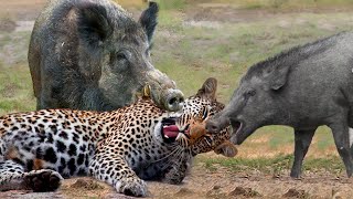 Omg... Mother Warthog Biting Leopard's Head To Rescue Baby Warthog - Warthog Vs Cheetah Vs Fish