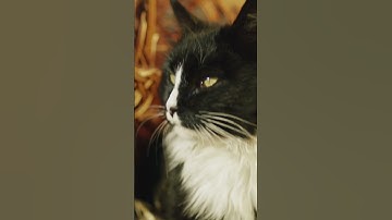 How Cats Talk to Humans: Hidden Feline Signals Explained 🐱🔍 #Cats #PetBehavior #Feline