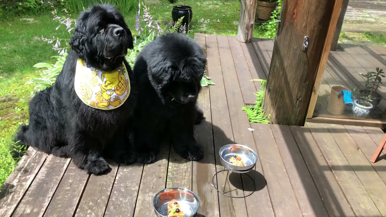 Newfoundland Dog (Gent)5th Birthday  homemade cake