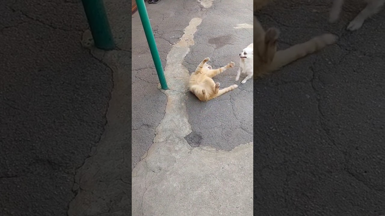 Угомоните её... Моника и Феликс