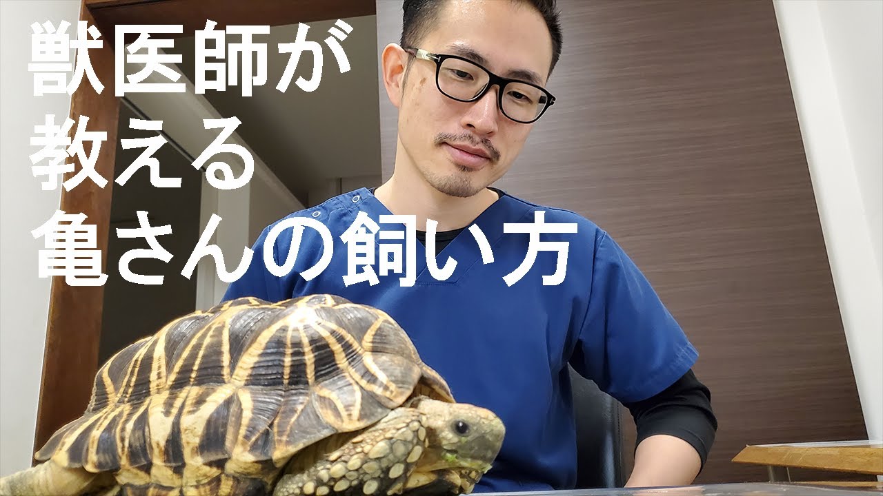 爬虫類の症例紹介 まさの森 動物病院 石川県金沢市の動物病院