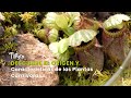 Descubre el Origen y Características de las Plantas Carnívoras - TvAgro por Juan Gonzalo Angel