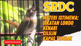 SRDC GACOR FULL ISIAN SIKATAN LONDO, KENARI, CILILIN, KAPAS TEMBAK.