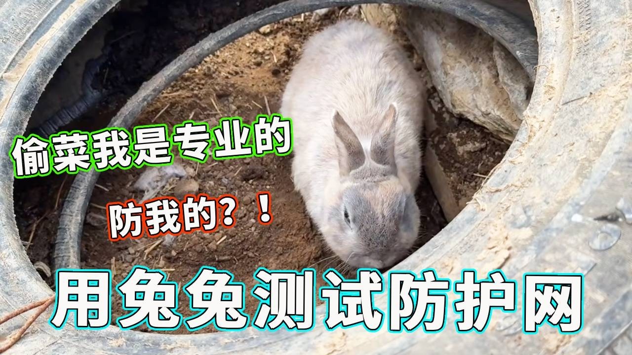 怕菜被偷专门装防护栏，放兔子测试，结果忘了打洞是它们的绝活！【天下一场梦】