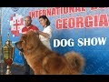 Dog Show “RTVELI 2018”  in Georgia | Международная выставка собак всех пород в Грузии 2018