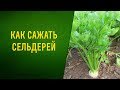 Как сажать рассаду сельдерея