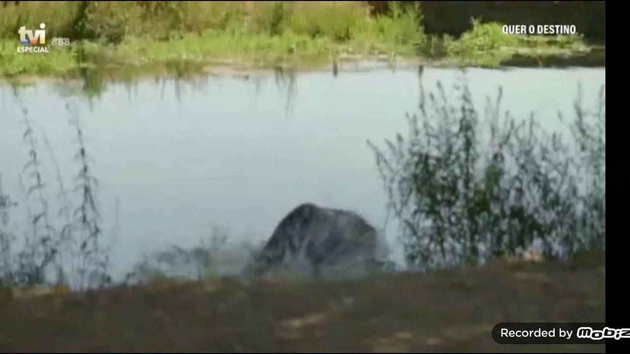 Quer o Destino - Carlos salva Vitória