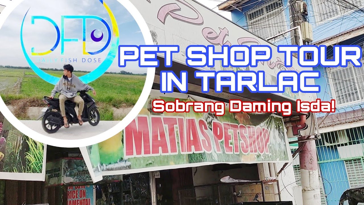 Matias Pet Shop Tour New Stock Update YouTube matias-pet-shop-tour-new-stock-update-youtube