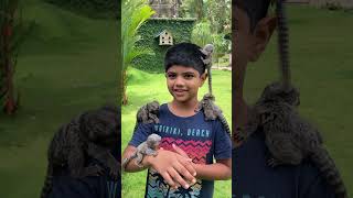 Tiny Marmoset Monkeys Hanging Onto a Boy as He Talks to POV