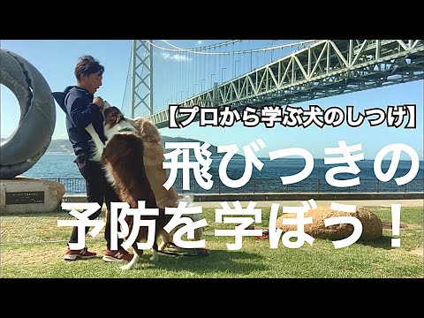 飛びつきの予防を学ぼう!【プロから学ぶ犬のしつけ】