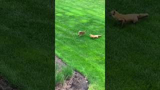 🦌 Kid Deer vs Fox 🦊 | Attack Survival Fight ##Wildlife #Crazy Deer vs Fox #youtubeshorts #huntlife