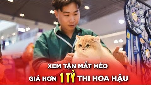 Xem tận mắt MÈO giá hơn 1 tỷ thi HOA HẬU