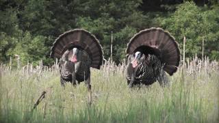 HS Strut UnderTaker Turkey Vest Video
