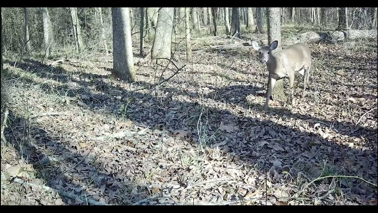 I Hid a Camera in the Mississippi Woods | Let’s See What I Find #nature #trailcam #viral 