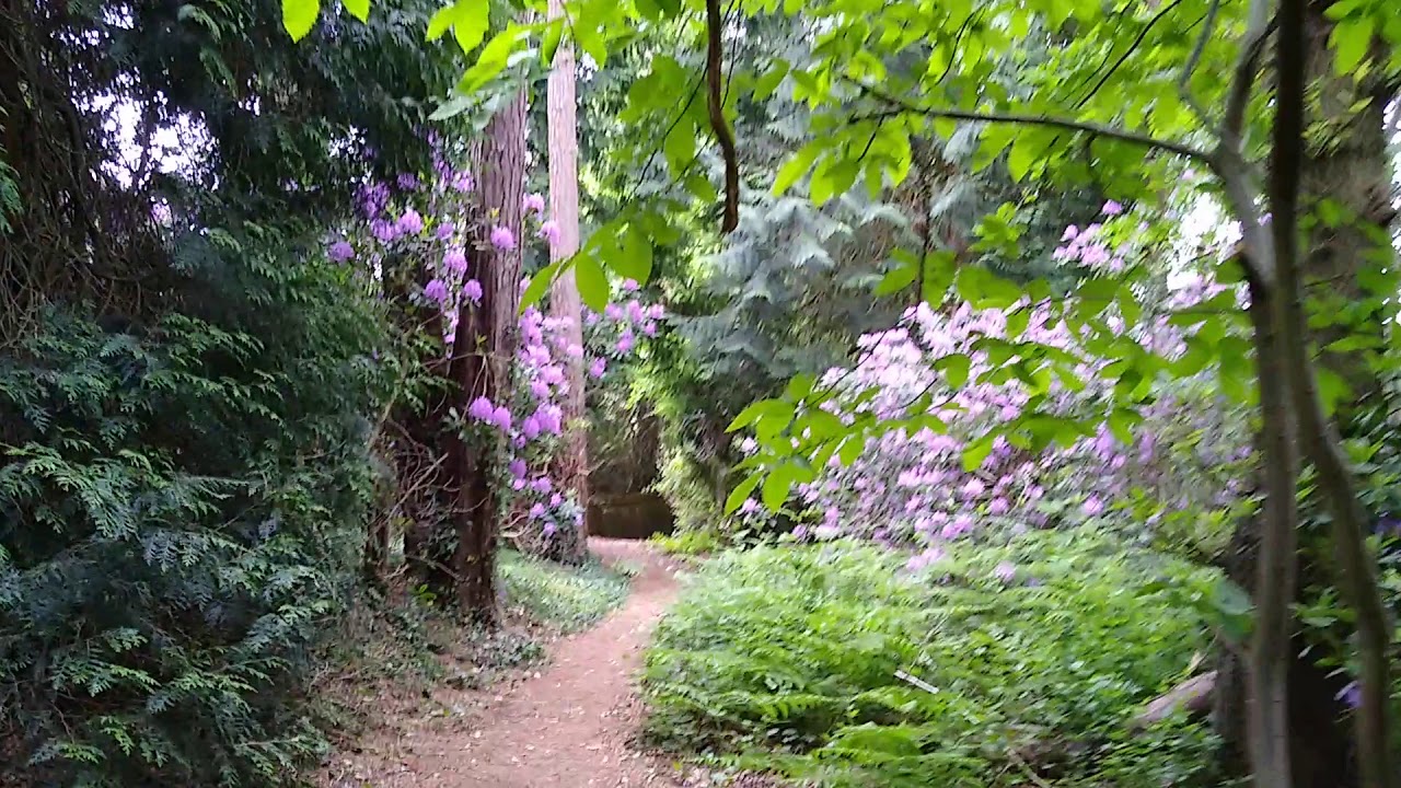 Rhododendron Walk