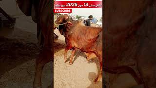 cow mandi multan | Cow farming in pakistan | million views #shortsfeed ##millionviews #subscribe