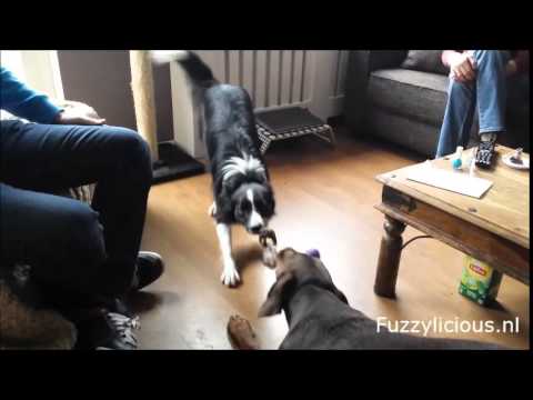 Video: Door Honden Getest, Door Trainers Goedgekeurd Hondenspeelgoed