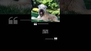 soft coated wheaten terrier fun facts an traits#wheaten#terrier#doglover#subscribe#shorts#fyp#fy#dog