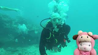 Little T Dives Oahu Hawaii
