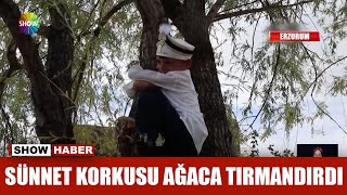 Sünnet korkusu ağaca tırmandırdı