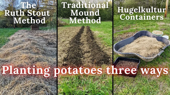 Planting Potatoes 3 Ways (Ruth Stout Method , Moun...