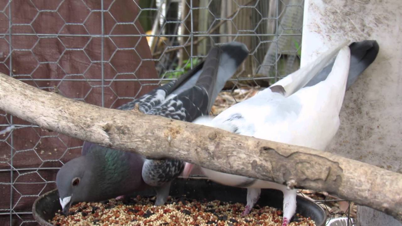 pigeons song Well they didn't fly away!