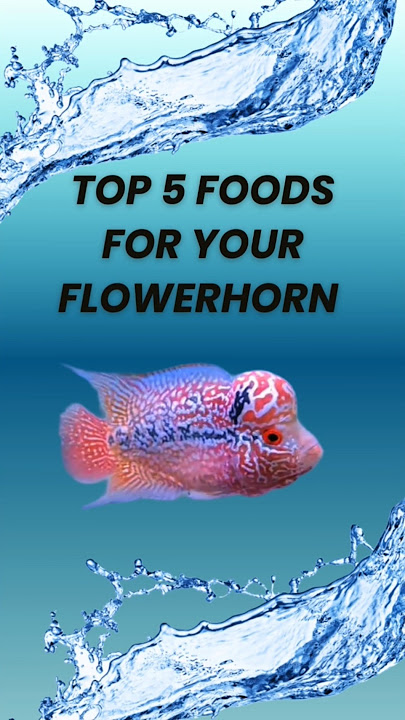 Feeding Your Flowerhorn: The Top 5 Options You Can't Miss! #Flowerhorn #ytshors #FlowerhornFood