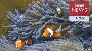 サンゴの「白化」とは？　気候変動も影響