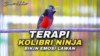 TERAPI KONIN GACOR FULL ISIAN TEMBAKAN COCOK UNTUK DONGKRAK EMOSI BIRAHI KOLIBRI NINJA BAHAN IJOAN