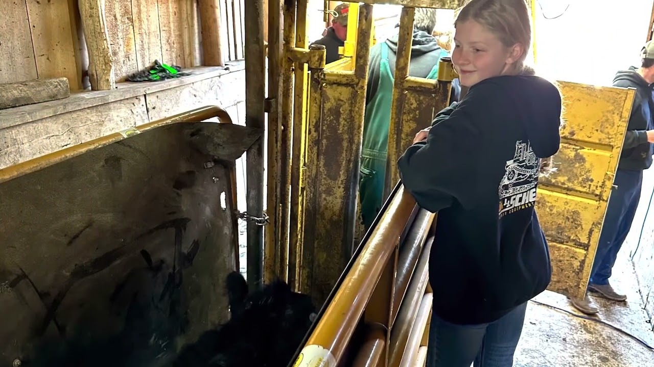 J.J. Scheckel Angus, Cattle Breeding 2023