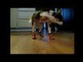 Dogs in boots compilation