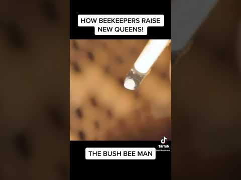 How Beekeepers Raise New Queens!