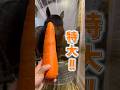 1着取ったので特大人参あげました🥕