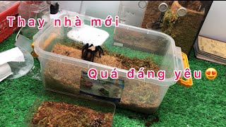 Tarantula-nuôi nhện: thay nhà mới nhện cây và nhện đât…