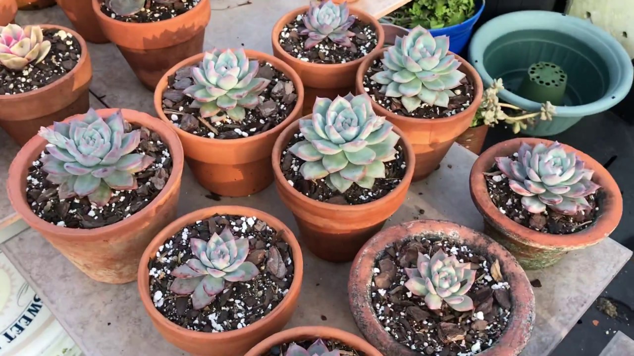 video phone beyonce mp3 Garden tour and rare succulents echeveria rainbow