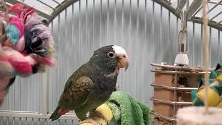 Ruthie White Capped Pionus