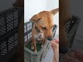 バイク犬とメロンパンみたいなので朝食