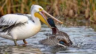 Australian Pelican: The Bird with the World's Longest Beak