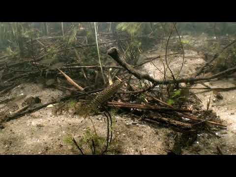 Duik in het Veenmeer, Tynaarlo