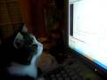 Tigrou regarde Simon the Cat